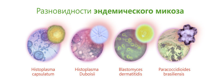 endemicheskii-03